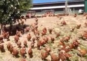 Happy Hens Enjoy Their Freedom