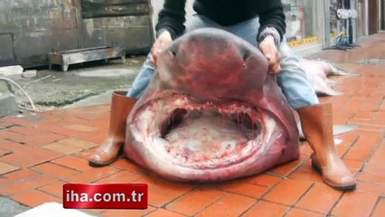 Dev köpek balıkları ağlara takıldı