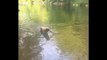 Nana the Border Collie Performs Amazing Dog Tricks