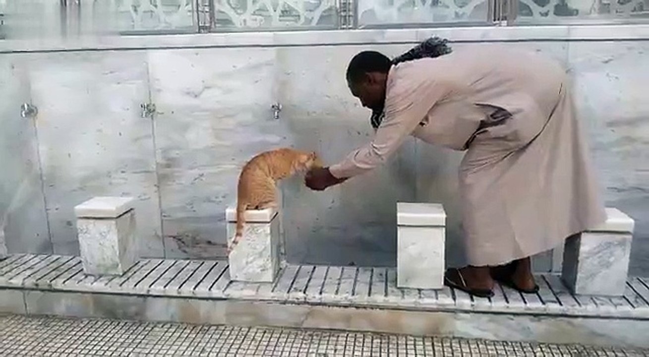 Thirsty Cat waiting man to give her water
