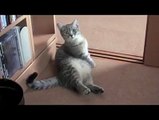 Daily Best - This cat is the Lord of Begging