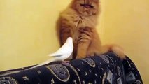 Daily Best - The most annoying parrot vs the most patient cat