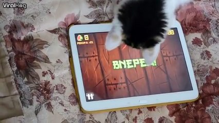 Crazy kitten was born to play Fruit Ninja.