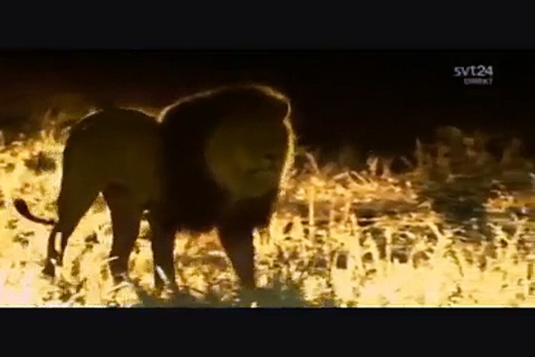 Animaux qui jouent au Foot DRÔLE Coupe Du Monde Afrique du Sud 2010