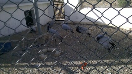 Demoiselle crane Birds in Park