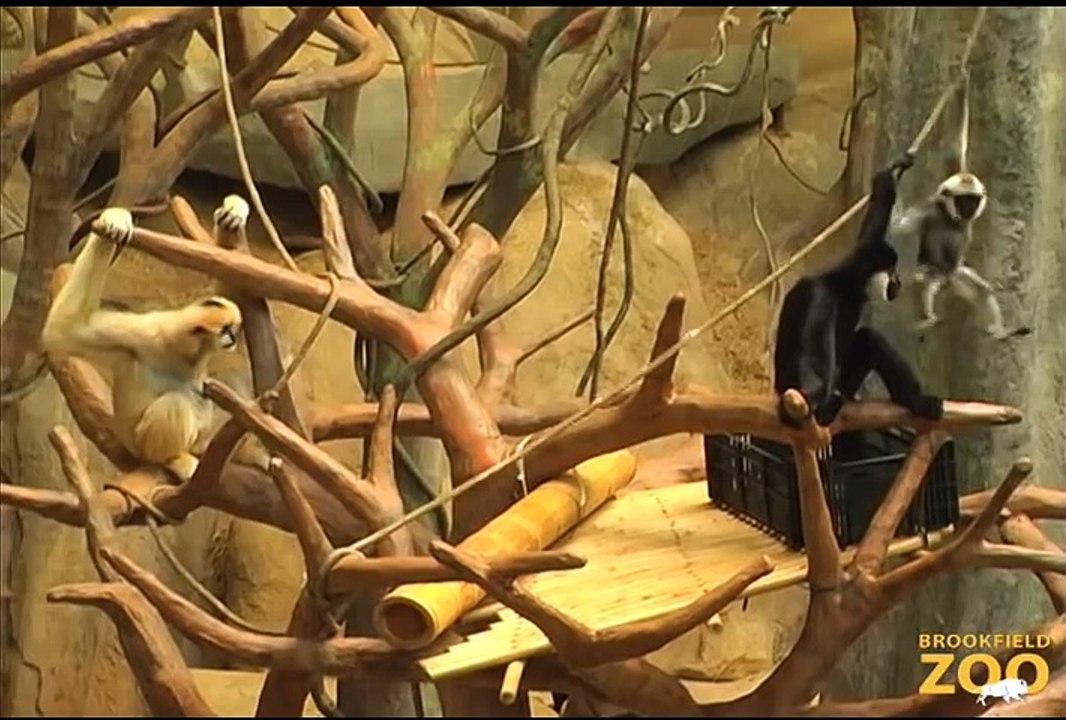 Cute Baby Gibbon at Brookfield Zoo