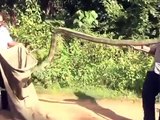King Cobra Snake Attack in Kerala India || Venomous Snake Attack in Kerala Forest