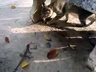 funny cat videos that will make you laugh so hard you cry for kids