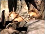 First Lioness in 15 Years at Brookfield Zoo