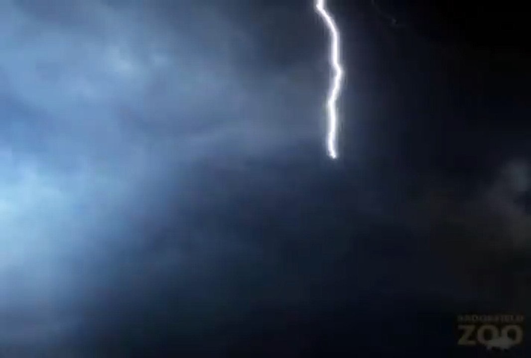 Creatures of the Night 2011 at Brookfield Zoo