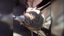 Sheep asks visitors to back scratch