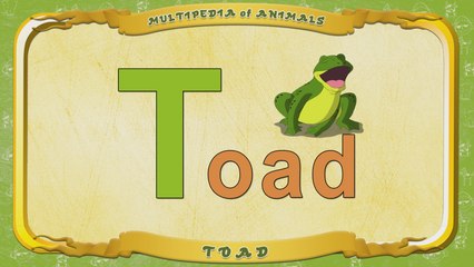 Multipedia of Animals. Letter T - Toad