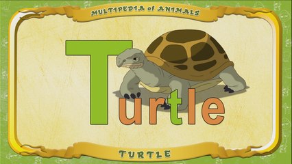 Multipedia of Animals. Letter T - Turtle