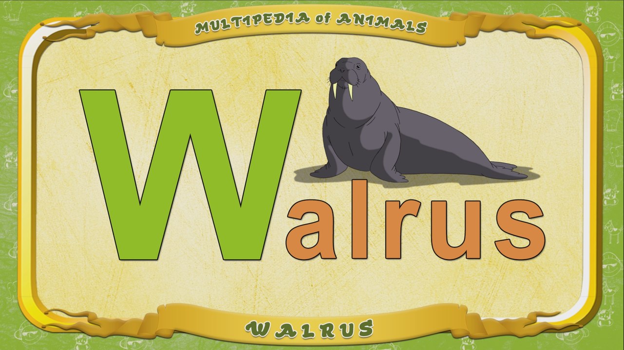 Multipedia of Animals. Letter W - Walrus