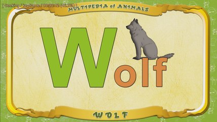 Multipedia of Animals. Letter W - Wolf