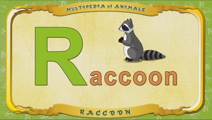 Multipedia of Animals. Letter R - Raccoon