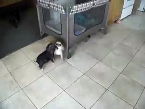 Daily Best - A mini pig and a puppy! Playing together so cute!