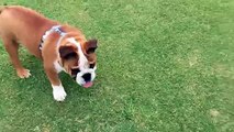 Daily Best - Bulldog is really bad at catching a ball