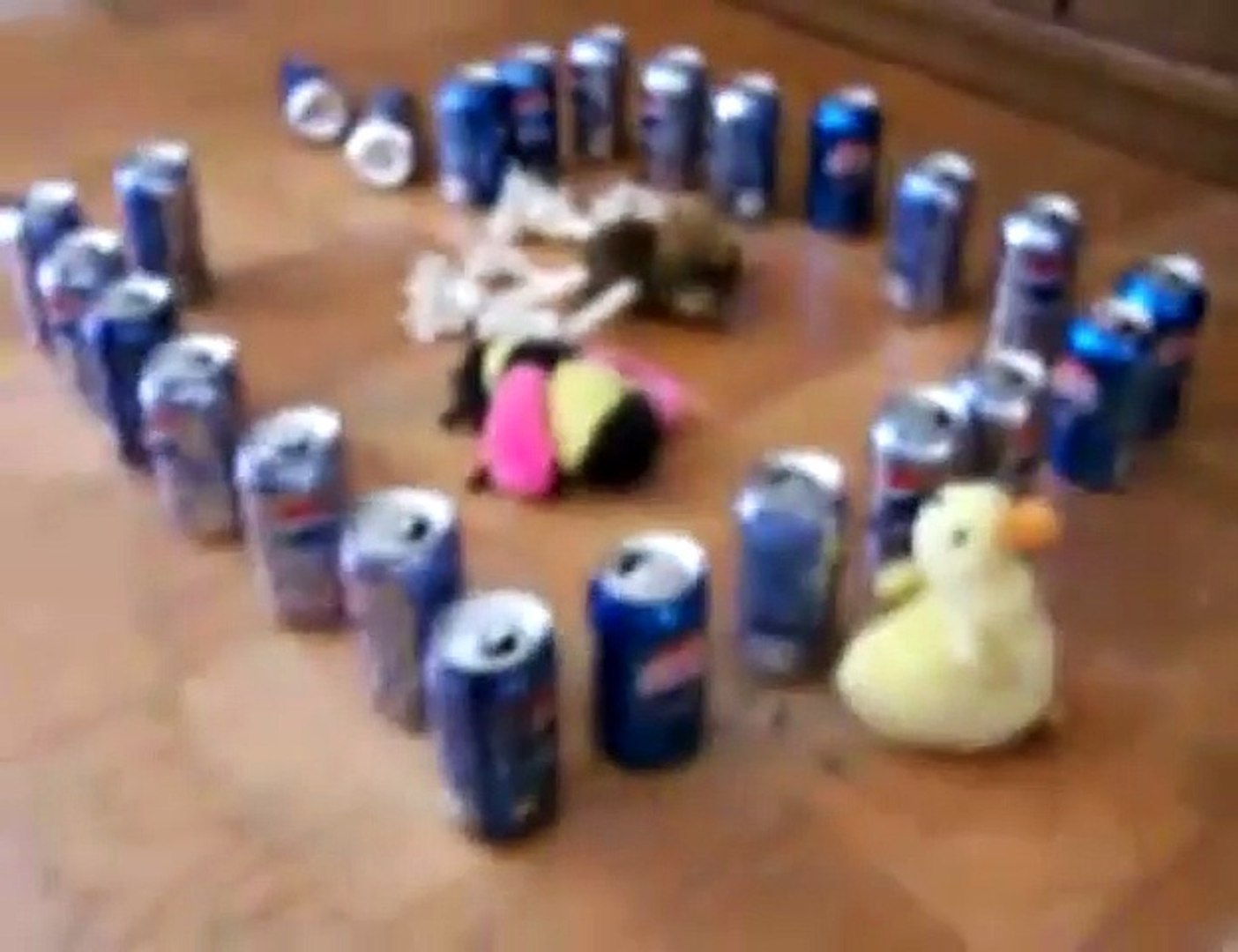 Shih Tzu barricaded with soft drink cans (version Benji)