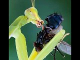 Flies, beetles, bugs and other insects under a kidsmicroscope