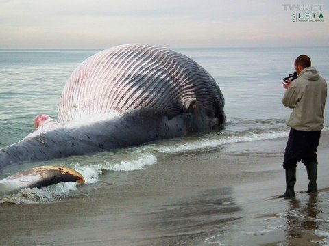 Цунами вынесло на берег Японии невиданный объект
