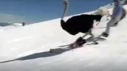 СТРАУС на лыжах