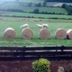 AMAZING VIDEO OF SHEEPS PLAYING IN THE GARDEN 2016 FULL HINDI MOVIES 2016