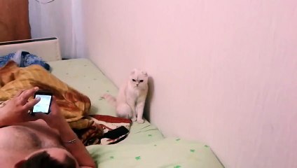 Кот патриот своей страны!=)