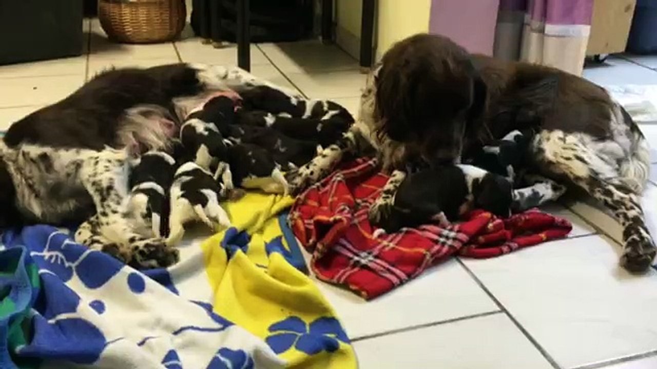 E-Wurf von der Wallmühle am 7. Februar 2016