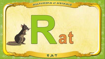 Multipedia of Animals. Letter R - Rat