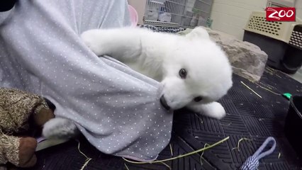 L'oursonne polaise Nora a été baptisée par les internautes