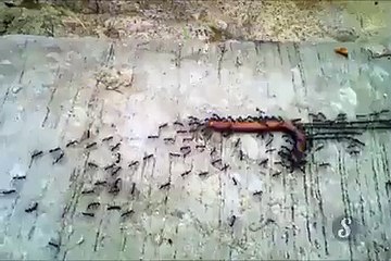 A Good Example of Team Work _)