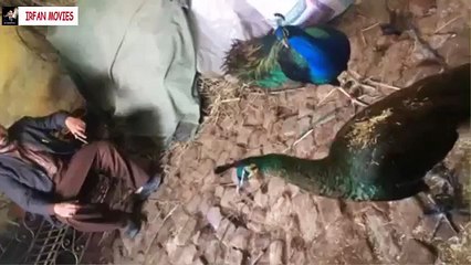 Beautiful Birds Animals of the World