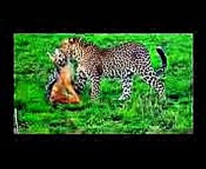 Leopard vs. Eagle vs. Lion vs. Hyena