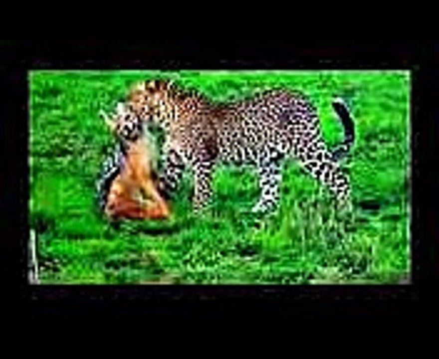 Leopard vs. Eagle vs. Lion vs. Hyena