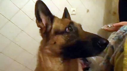 Перемена настроения у собаки