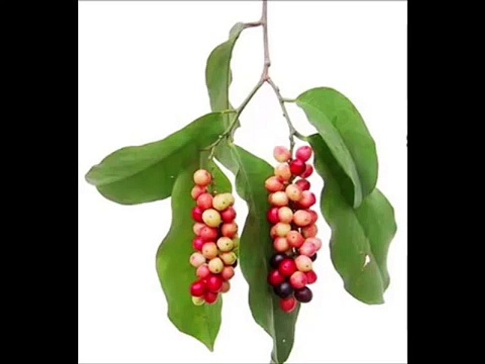 Bignay Tea health Benefits  - the leaves and wine health benefits of bignay  fruit