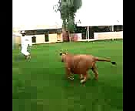 Lion attacks Arab Man at Private Enclosure - United Arab Emirates