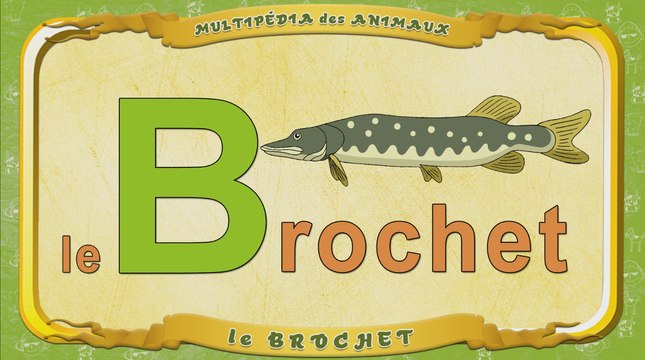 Multipédia des animaux. La lettre B - le Brochet
