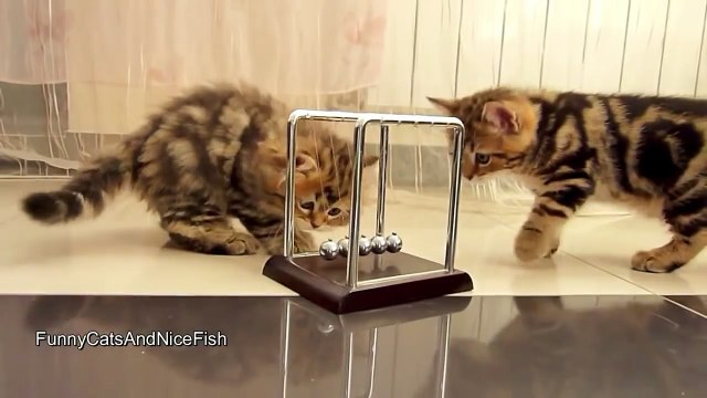 Забавный котенок познание странных вещей