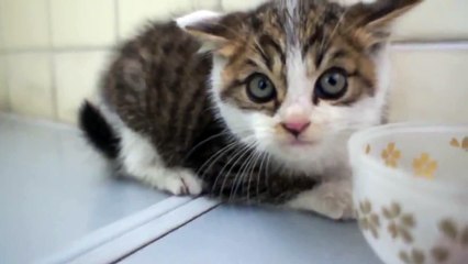КОТЕНОК ИСПУГАЛСЯ