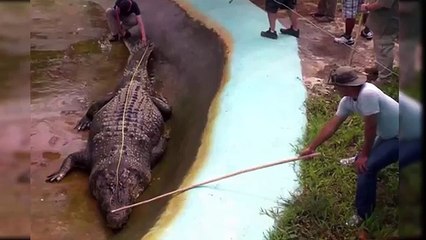 La top 10 di animali più grandi al mondo