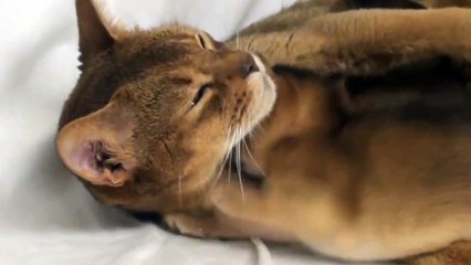 Мама кошка и ее детишки. Милое такое видео!