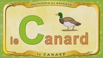 Multipédia des animaux. La lettre C - le Canard