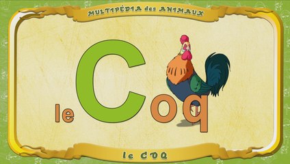 Multipédia des animaux. La lettre C - le Coq