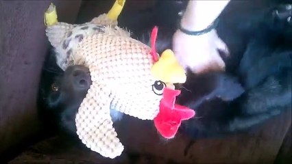 Coccola la volpe e la reazione dell'animale è davvero adorabile