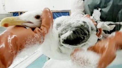 Amazing people saving animals in danger