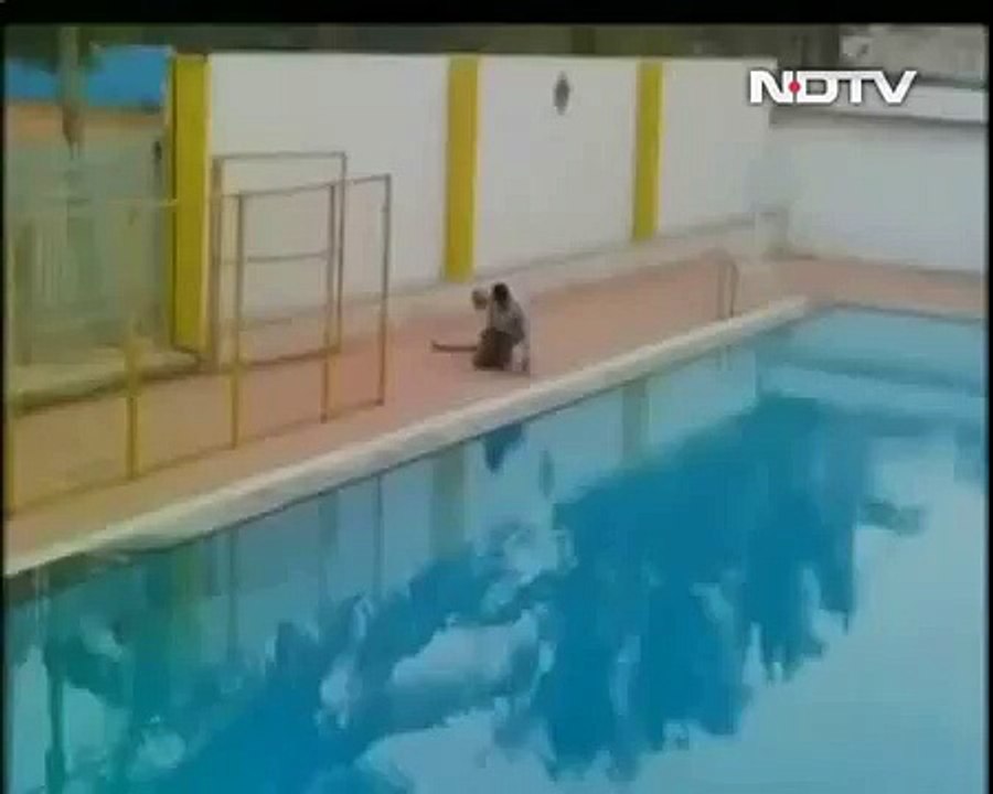 Leopard Strollobg around_Bengaluru_school_on_Sunday -SM Vids