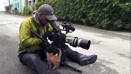 Un gatto randagio si avvicina ad un fotografo è quello che avviene è pazzesco