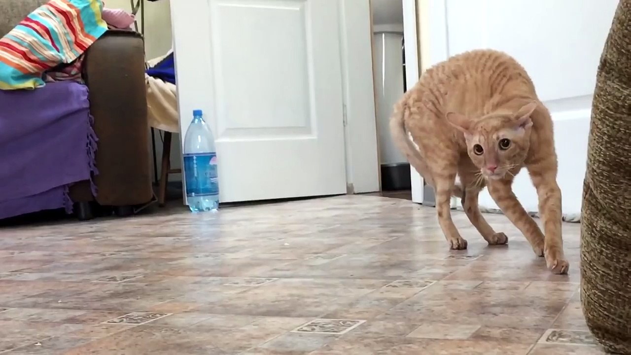 Реакция кота на сирень   Funny cat's reaction to the lilac